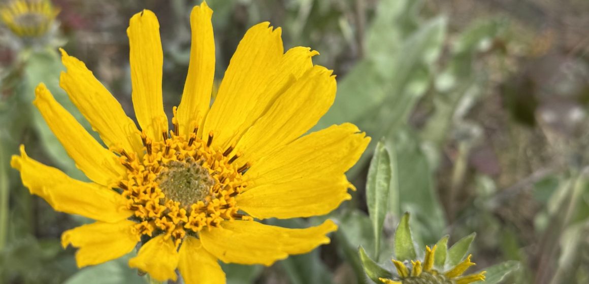 Arrowleaf Balsamroot, also known as the Okanagan Sunflower is a bright yellow flower with long, slender, yellow petals emanating from the centre.