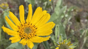 Arrowleaf Balsamroot, also known as the Okanagan Sunflower is a bright yellow flower with long, slender, yellow petals emanating from the centre.